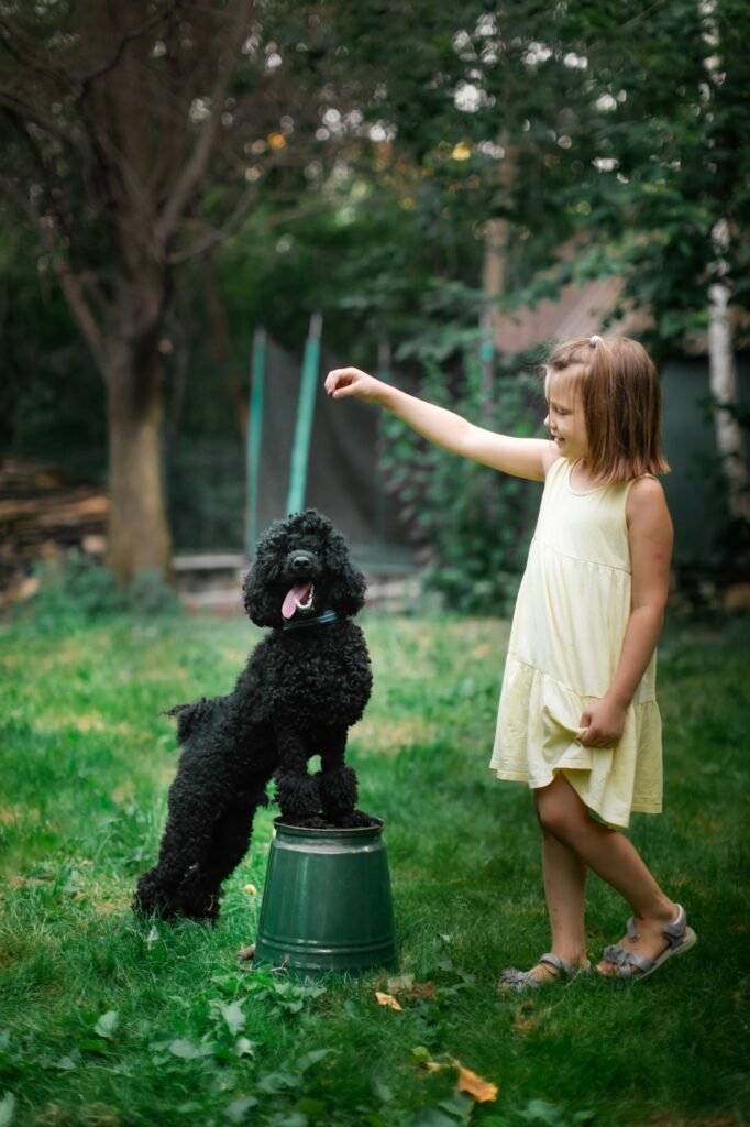 Kid girl and black poodle play together in the backyard, child train the dog , kids and pets,