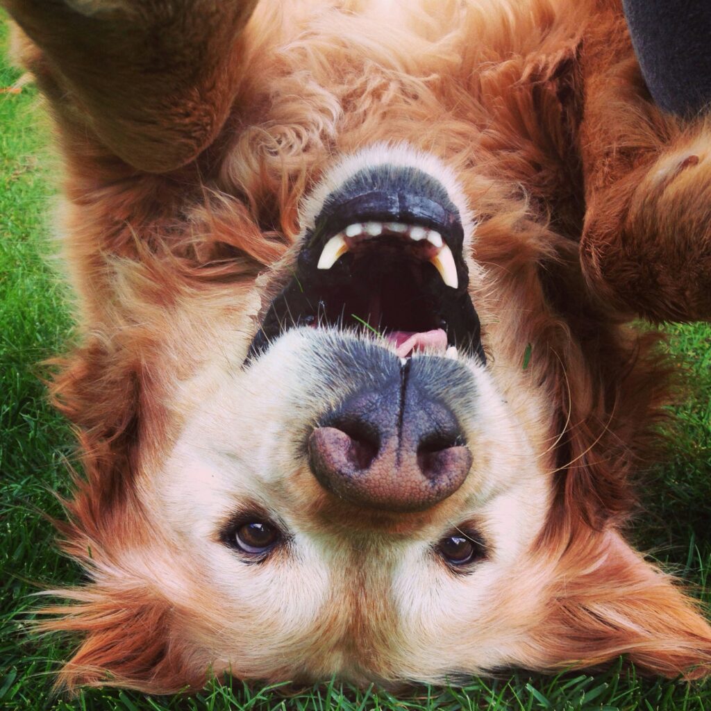 Silly, cute golden retriever dog portrait upside down
